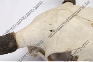 animal skull 0049